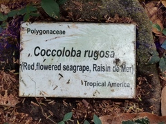 Coccoloba rugosa
