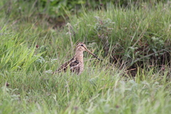 Gallinago magellanica