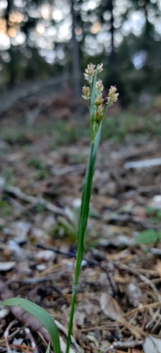 Fen Wood-rush (Luzula pallescens)
