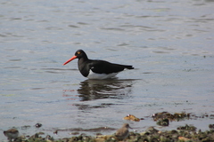 Haematopus leucopodus