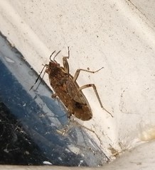 Elasmolomus squalidus