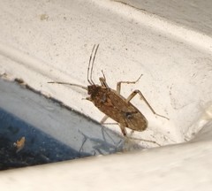 Elasmolomus squalidus