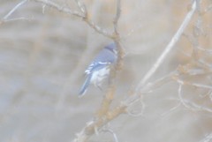 Cyanocitta cristata