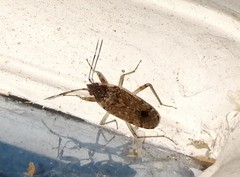 Elasmolomus squalidus