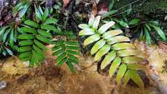 Parablechnum cordatum