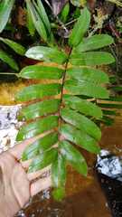 Parablechnum cordatum