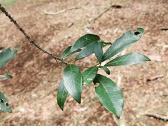 Cola nitida