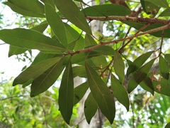 Cola nitida