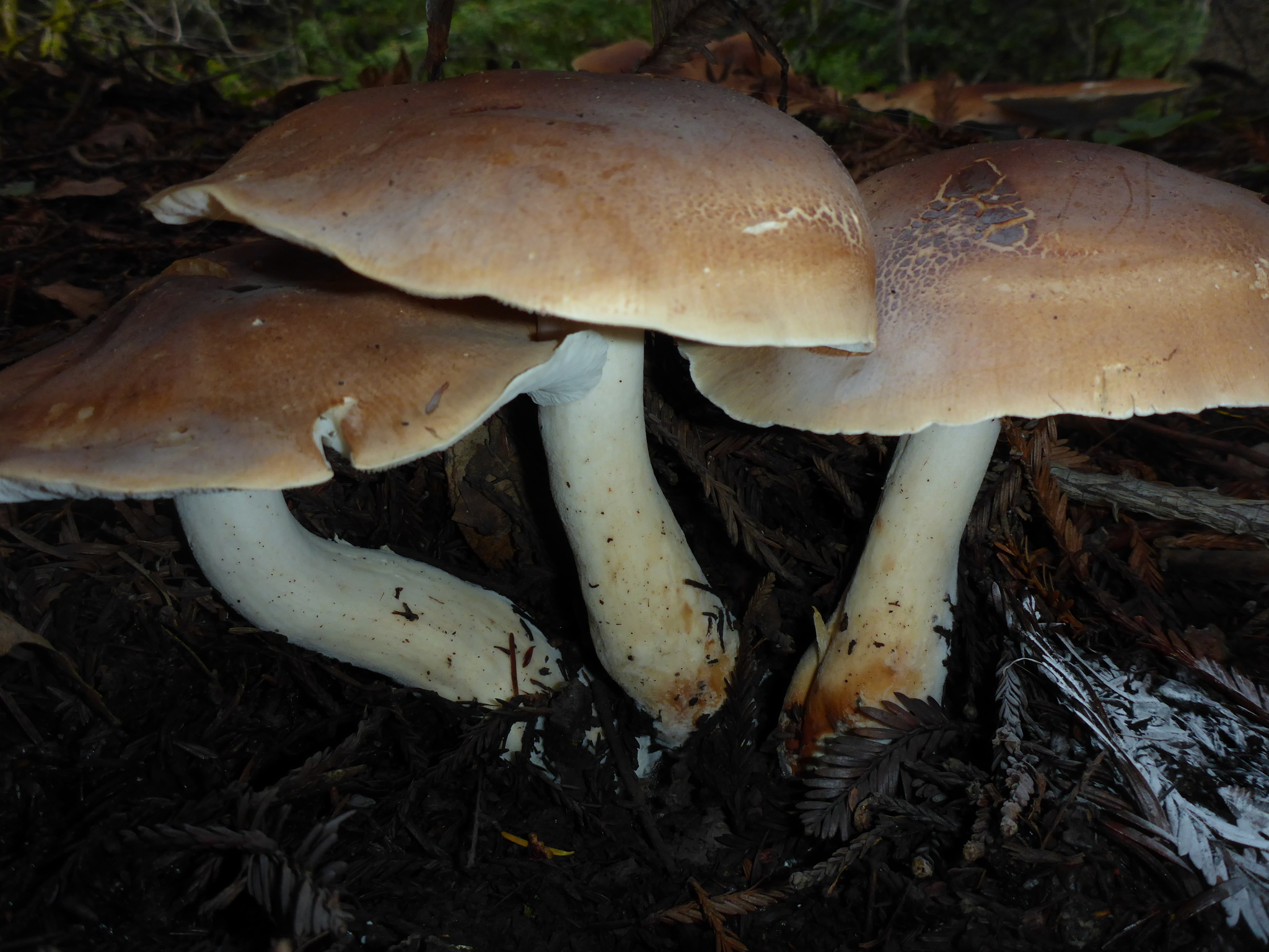 Leucopaxillus gentianeus image