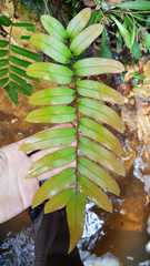 Parablechnum cordatum