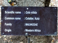 Cola nitida