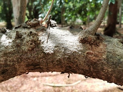 Cola nitida