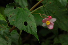 Begonia lukuana
