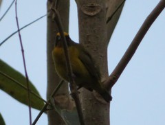 Euphonia mesochrysa