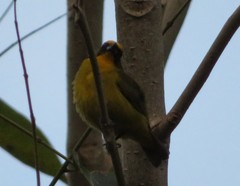 Euphonia mesochrysa