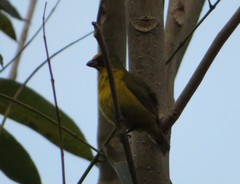 Euphonia mesochrysa