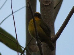 Euphonia mesochrysa