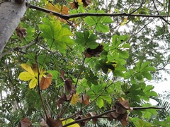 Angiospermae