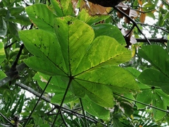 Angiospermae