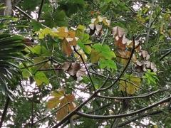 Angiospermae