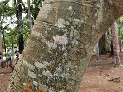 Angiospermae