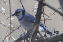 Cyanocitta cristata