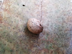 Angiospermae