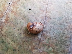 Angiospermae