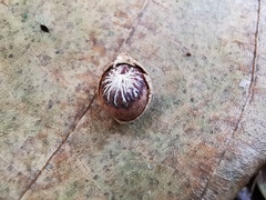 Angiospermae