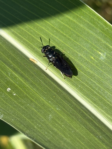 Unknown species found near SW Roseberry St, Corvallis, OR, US
