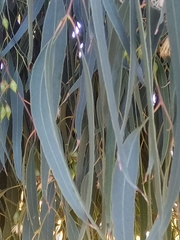 Image of Eucalyptus tricarpa