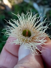 Eucalyptus tricarpa image