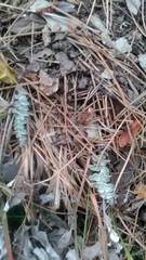 Psephellus declinatus