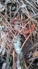 Psephellus declinatus