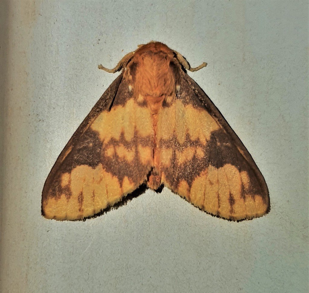 Echeta semirosea