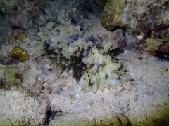 Stichopus
