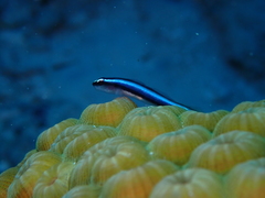 Elacatinus illecebrosus