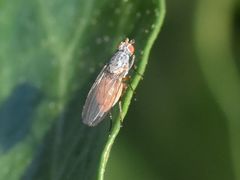 Tephrochlamys rufiventris