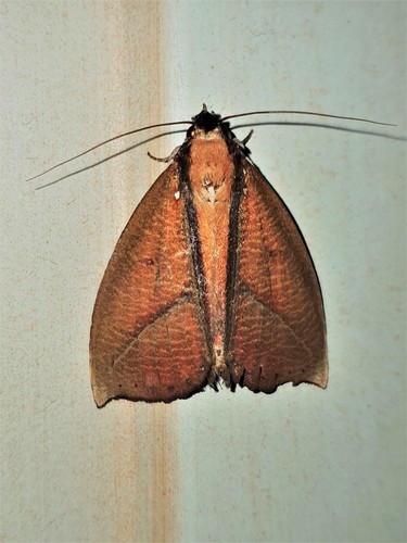 Strophocerus albonotata