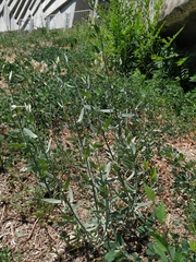 Chondrilla latifolia