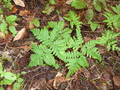 Pentagramma triangularis triangularis
