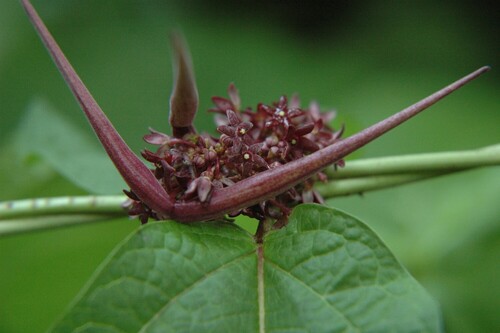 Vincetoxicum macrophyllum iNat (1)
