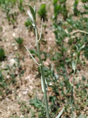 Chondrilla latifolia