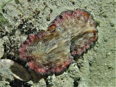 Pseudobiceros fulgor