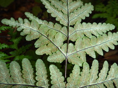 Pentagramma triangularis triangularis