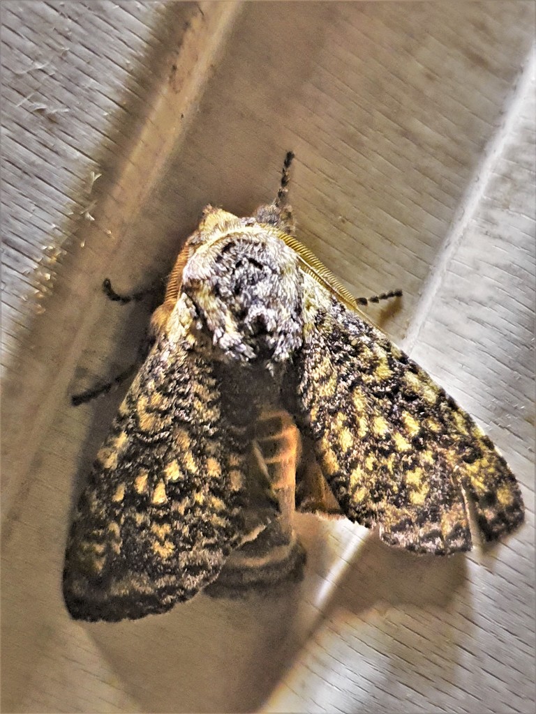 Amaricampa