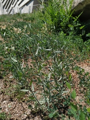 Chondrilla latifolia