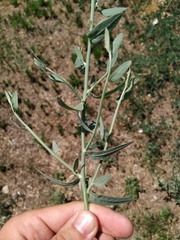 Chondrilla latifolia