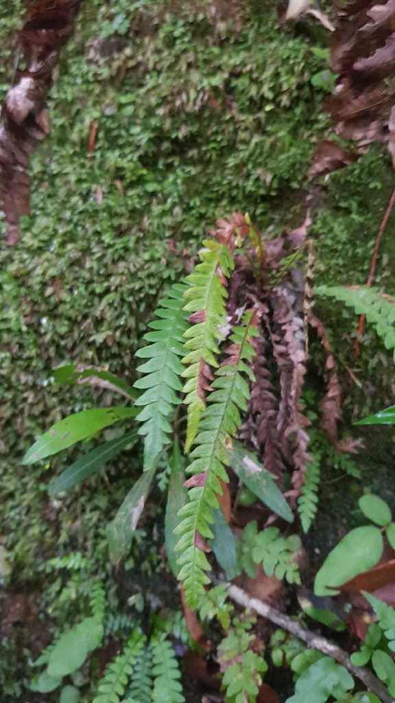 Blechnum asplenioides