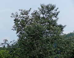 Aspidosperma